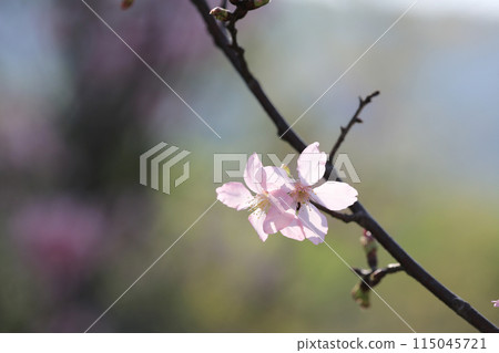 a Cherry blossoms with lights and bokeh a Cherry blossoms with lights and bokeh 115045721