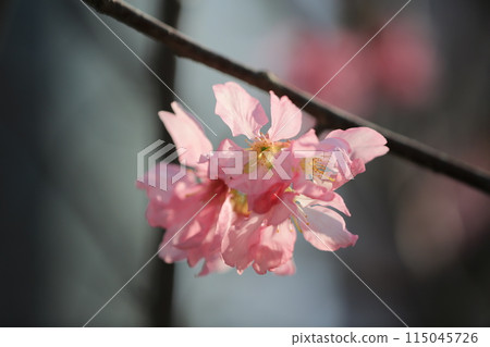 a Cherry blossoms with lights and bokeh a Cherry blossoms with lights and bokeh 115045726