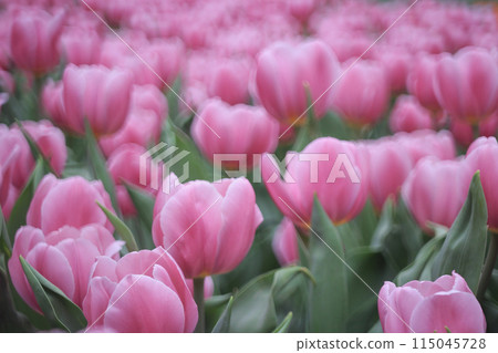 a field full of purple tulips on the flower bulb field a field full of purple tulips on the flower bulb field 115045728