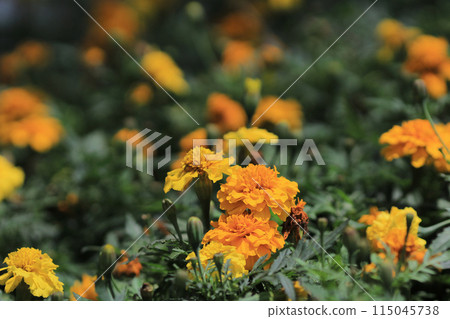 The Concept of Nature, the spring season marigold flowers 115045738