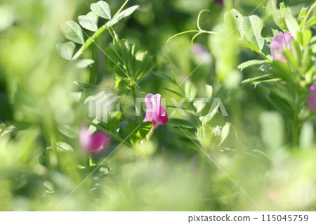 Pink in green 115045759