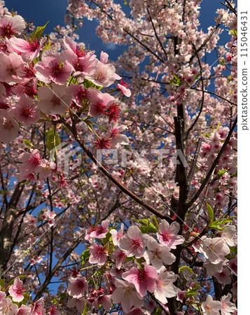 Sakura and sky 115046431