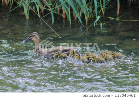 Swimming karugamo parent and child Swimming karugamo parent and child 115046461