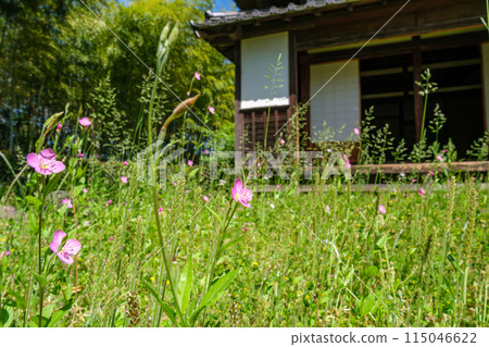 老民宅和花瓣 115046622