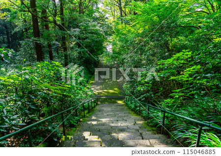 [Kanagawa Prefecture] Myohonji Temple in Kamakura, with its beautiful summer greenery 115046885