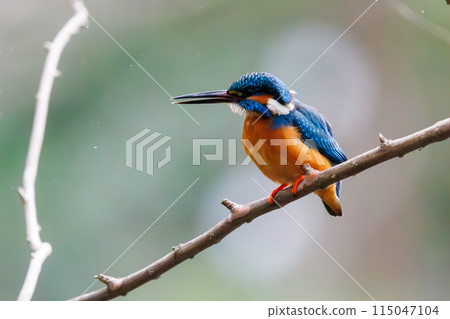Cute kingfisher (Alcedinidae family). Koishikawa Botanical Garden, Bunkyo Ward, Tokyo, Japan. Photographed in February 2024. Cute kingfisher (Alcedinidae family). Koishikawa Botanical Garden, Bunkyo Ward, Tokyo, Japan. Photographed in February 2024. 115047104