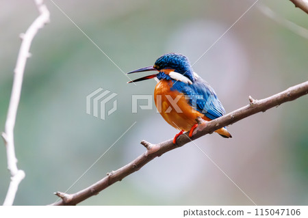 Cute kingfisher (Alcedinidae family). Koishikawa Botanical Garden, Bunkyo Ward, Tokyo, Japan. Photographed in February 2024. 115047106