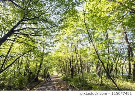 Fresh greenery and early summer cycling image (Hiruzen Plateau) 115047491