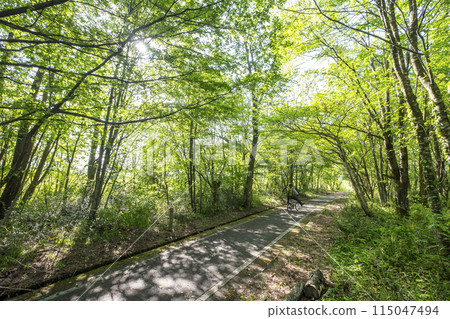 Fresh greenery and early summer cycling image (Hiruzen Plateau) 115047494
