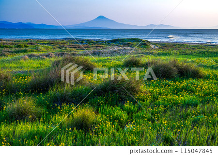 Irises growing in clusters on Omaezaki Coast and a distant view of Mt. Fuji 115047845