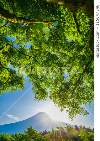 Blue Maple and Diamond Fuji 115047846