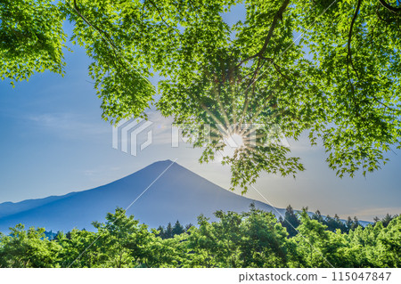 Fresh green maple trees and Mt. Fuji in the sun Fresh green maple trees and Mt. Fuji in the sun 115047847