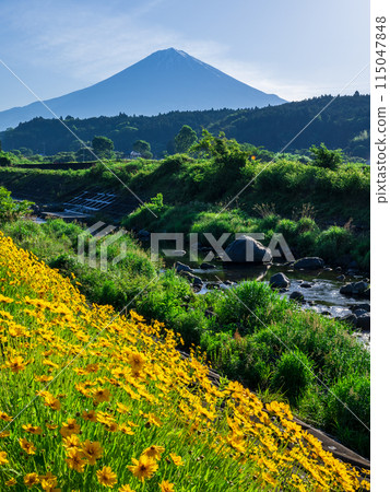 Wild chrysanthemums blooming on the bank and Mount Fuji Wild chrysanthemums blooming on the bank and Mount Fuji 115047848