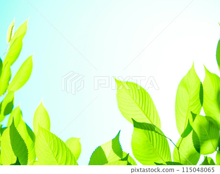 Young leaves of cherry blossoms_spring background 115048065