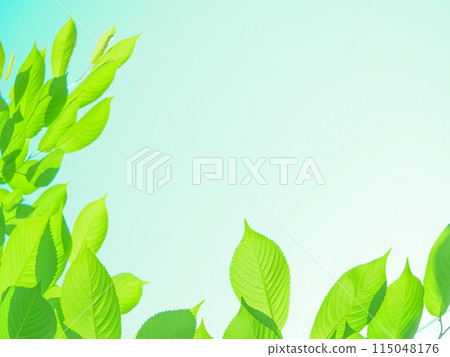 年輕的櫻花葉_春天背景 115048176