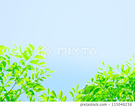 Fraxinus serrata background 115048238