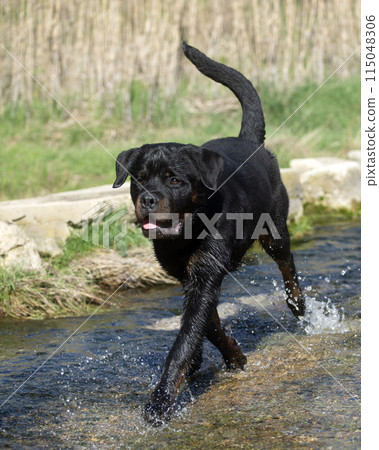 young rottweiler young rottweiler 115048306