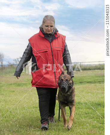 training of belgian shepherd 115048315