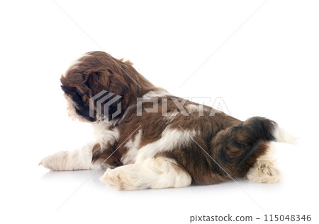 puppy Shih Tzu in studio puppy Shih Tzu in studio 115048346