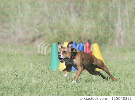 staffordshire bull terrier training staffordshire bull terrier training 115048351