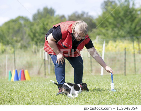 cavalier king charles training 115048354