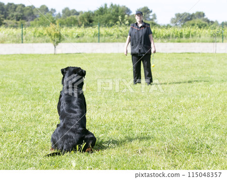 rottweiler training for competition 115048357