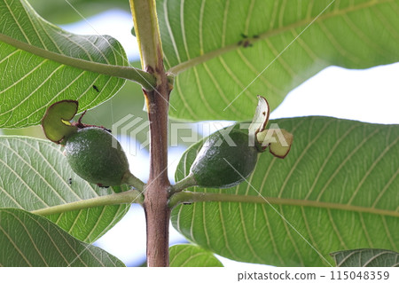 天然植物番石榴，授粉完成，子房膨大。萼片上的緞帶（？）很可愛 115048359