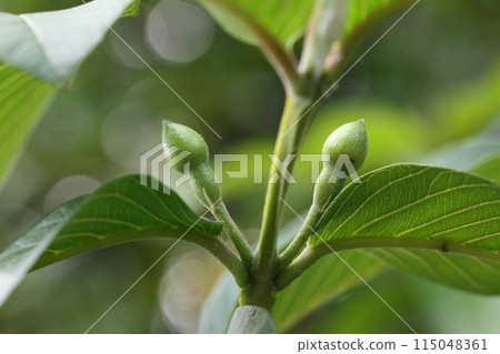 Nature Plants Guava, Kanegon's eye-like buds on Ishigaki Island in May. You can see buds, flowers, and fruits on the same tree. Nature Plants Guava, Kanegon's eye-like buds on Ishigaki Island in May. You can see buds, flowers, and fruits on the same tree. 115048361