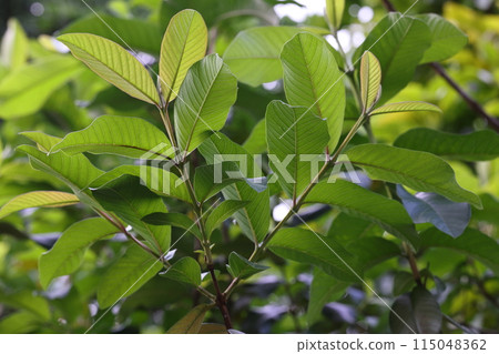 Natural plant, guava, leaves are used to make tea. It is said to have the effect of suppressing sudden rises in blood sugar levels. Natural plant, guava, leaves are used to make tea. It is said to have the effect of suppressing sudden rises in blood sugar levels. 115048362