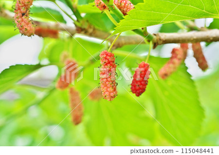 Red mulberry fruit (spring, May) Red mulberry fruit (spring, May) 115048441