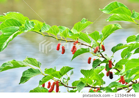Colorful mulberry fruits (spring, May) 115048446