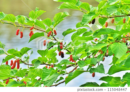 Colorful mulberry fruits (spring, May) Colorful mulberry fruits (spring, May) 115048447
