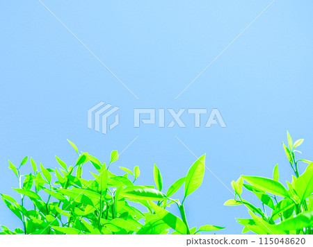 Citrus leaves background 115048620