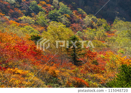 秋天的那須山（茶臼岳），紅葉的山坡[栃木縣那須鹽原市] 115048720