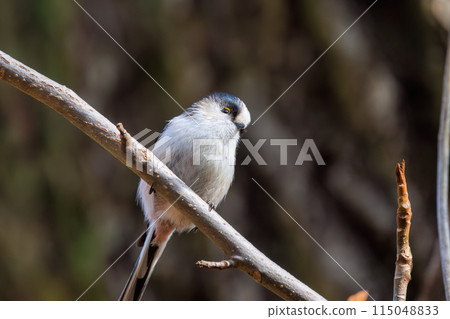 毛茸茸的可愛長尾山雀(長尾山雀科)。 位於日本東京文京區小石川植物園。拍攝於 2024 年 2 月。 毛茸茸的可愛長尾山雀(長尾山雀科)。 位於日本東京文京區小石川植物園。拍攝於 2024 年 2 月。 115048833