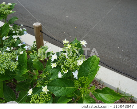 Hydrangeas planted along the Asuka Path 115048847