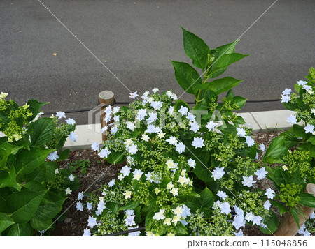 Hydrangeas planted along the Asuka Path 115048856