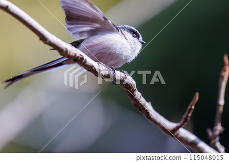A cute long-tailed tit (family Long-tailed Tit) flapping its wings and taking off. At Koishikawa Botanical Garden, Bunkyo-ku, Tokyo, Japan. February 2024 A cute long-tailed tit (family Long-tailed Tit) flapping its wings and taking off. At Koishikawa Botanical Garden, Bunkyo-ku, Tokyo, Japan. February 2024 115048915
