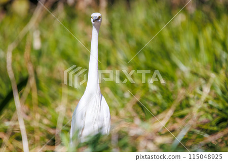 A beautiful little egret (Ardeidae) at Koishikawa Botanical Garden, Bunkyo Ward, Tokyo, Japan. Photographed in February 2024. A beautiful little egret (Ardeidae) at Koishikawa Botanical Garden, Bunkyo Ward, Tokyo, Japan. Photographed in February 2024. 115048925