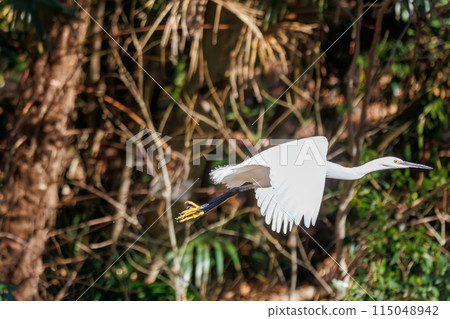 A beautiful little egret (Ardeidae) taking flight at Koishikawa Botanical Garden, Bunkyo Ward, Tokyo, Japan. Photographed in February 2024. A beautiful little egret (Ardeidae) taking flight at Koishikawa Botanical Garden, Bunkyo Ward, Tokyo, Japan. Photographed in February 2024. 115048942