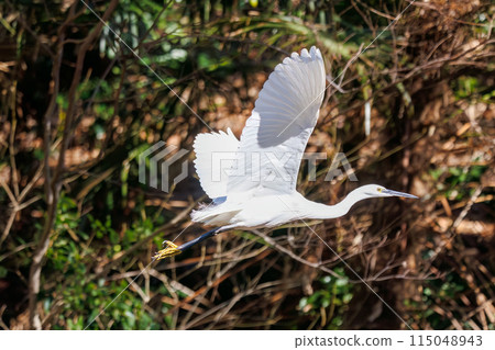 A beautiful little egret (Ardeidae) taking flight at Koishikawa Botanical Garden, Bunkyo Ward, Tokyo, Japan. Photographed in February 2024. 115048943