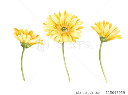 非洲菊黃色水彩手繪插畫 非洲菊黃色水彩手繪插畫 115048959