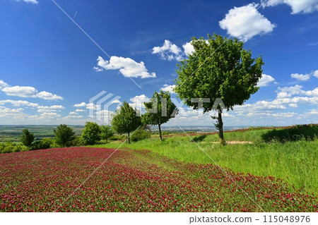 Beautiful landscape in the Czech Republic. Green nature with blue sky and sun. Beautiful landscape in the Czech Republic. Green nature with blue sky and sun. 115048976