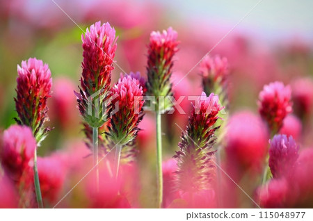 A beautiful blooming red field in the Czech Republic. Concept for nature and agriculture. Beautiful red flowers. Spring nature background. Clover incarnate - Trifolium incarnatum A beautiful blooming red field in the Czech Republic. Concept for nature and agriculture. Beautiful red flowers. Spring nature background. Clover incarnate - Trifolium incarnatum 115048977
