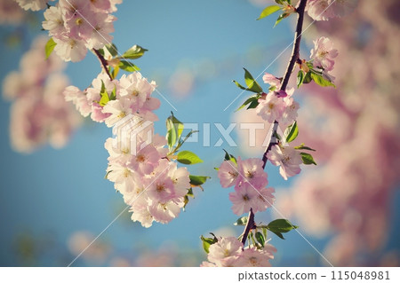 Beautiful blossom tree. Nature scene with sun on Sunny day. Spring flowers. Abstract blurred background in Springtime. Beautiful blossom tree. Nature scene with sun on Sunny day. Spring flowers. Abstract blurred background in Springtime. 115048981