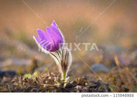 Spring flowers. Beautifully blossoming pasque flower and sun with a natural colored background. (Pulsatilla grandis) Spring flowers. Beautifully blossoming pasque flower and sun with a natural colored background. (Pulsatilla grandis) 115048988