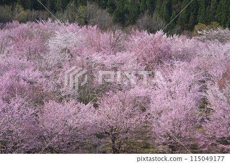 Wild cherry blossoms blooming in early spring in a rural area Wild cherry blossoms blooming in early spring in a rural area 115049177