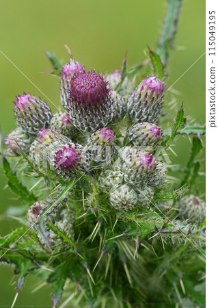 Closeup on emerging flower buds of the wild teasel thistle, Cirsium palustre Closeup on emerging flower buds of the wild teasel thistle, Cirsium palustre 115049195