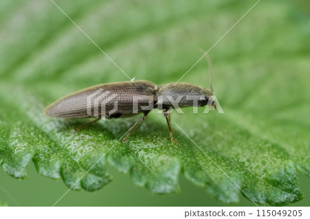 Detailed closeup on a brown clicking beetle, Athous, Athous haemorrhoidalis, sitting high up on a leaf 115049205