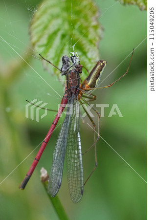 Closeup on the predation of a large red damselfly, Pyrrhosoma nymphula, , captured by a Tetragnatha spider species Closeup on the predation of a large red damselfly, Pyrrhosoma nymphula, , captured by a Tetragnatha spider species 115049206